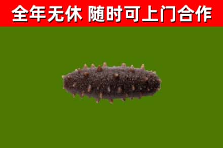 郸城县烟酒回收干海参.jpg